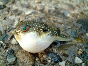 fugu puffer fish winter japan food