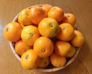 mikan winter japan fruits
