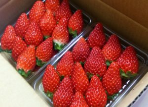 strawberries winter japan food